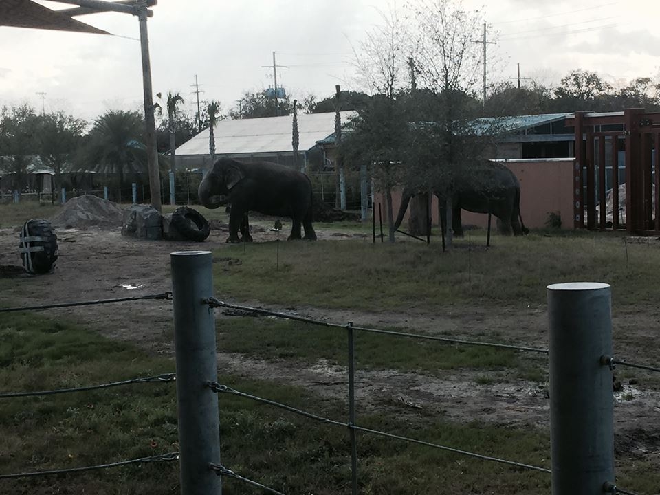 Asian Domain- New Asian Elephant Exhibit