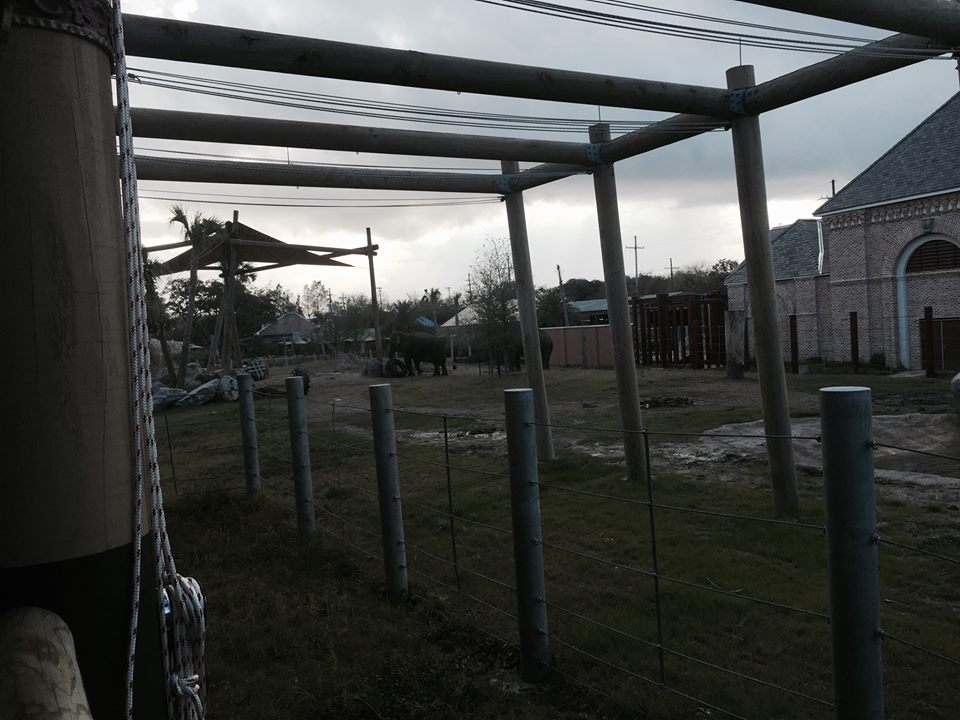 Asian Domain- New Asian Elephant Exhibit