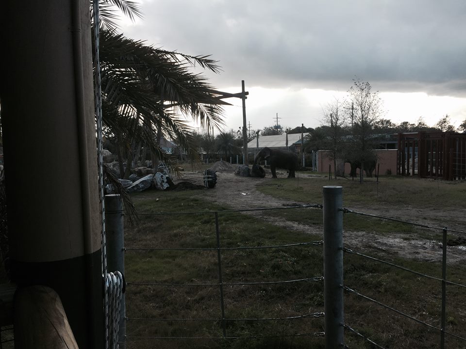 Asian Domain- New Asian Elephant Exhibit