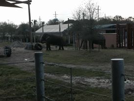 Asian Domain- New Asian Elephant Exhibit