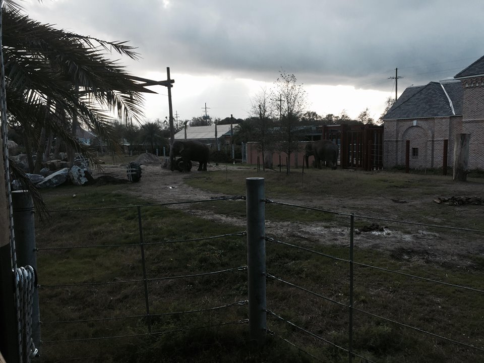 Asian Domain- New Asian Elephant Exhibit