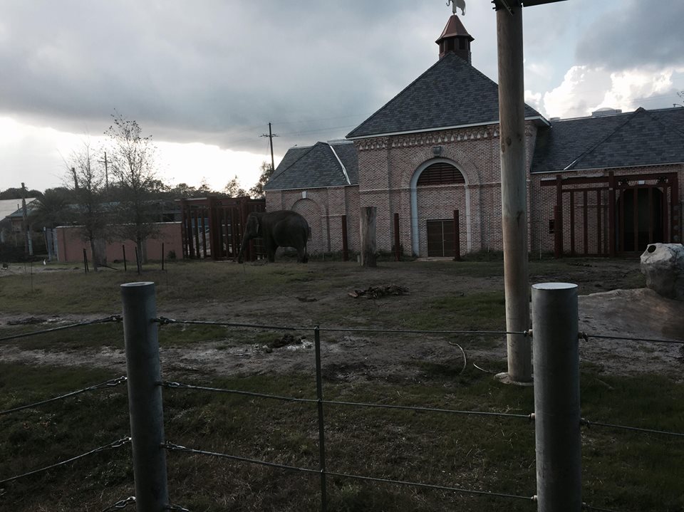 Asian Domain- New Asian Elephant Exhibit