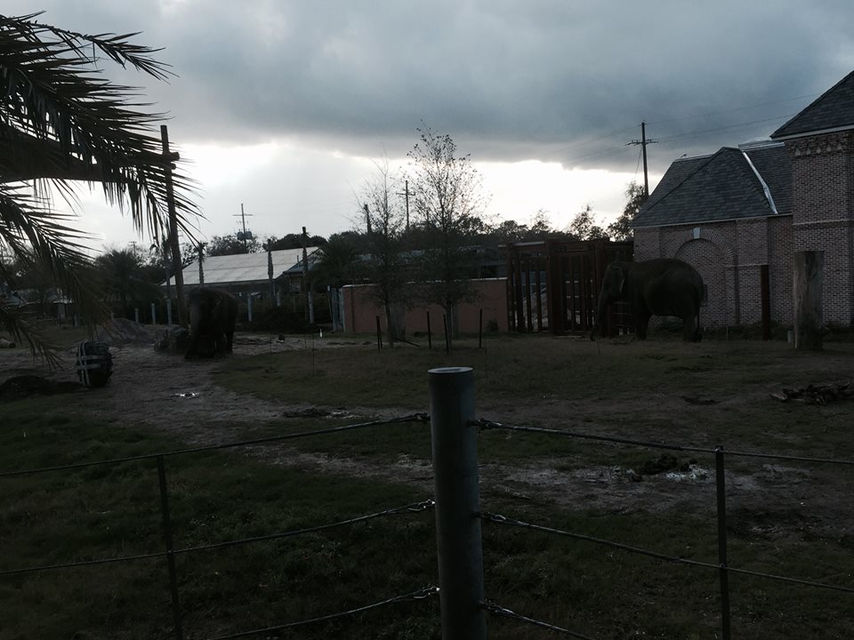 Asian Domain- New Asian Elephant Exhibit