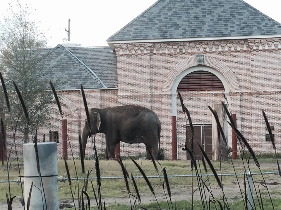Asian Domain- New Asian Elephant Exhibit