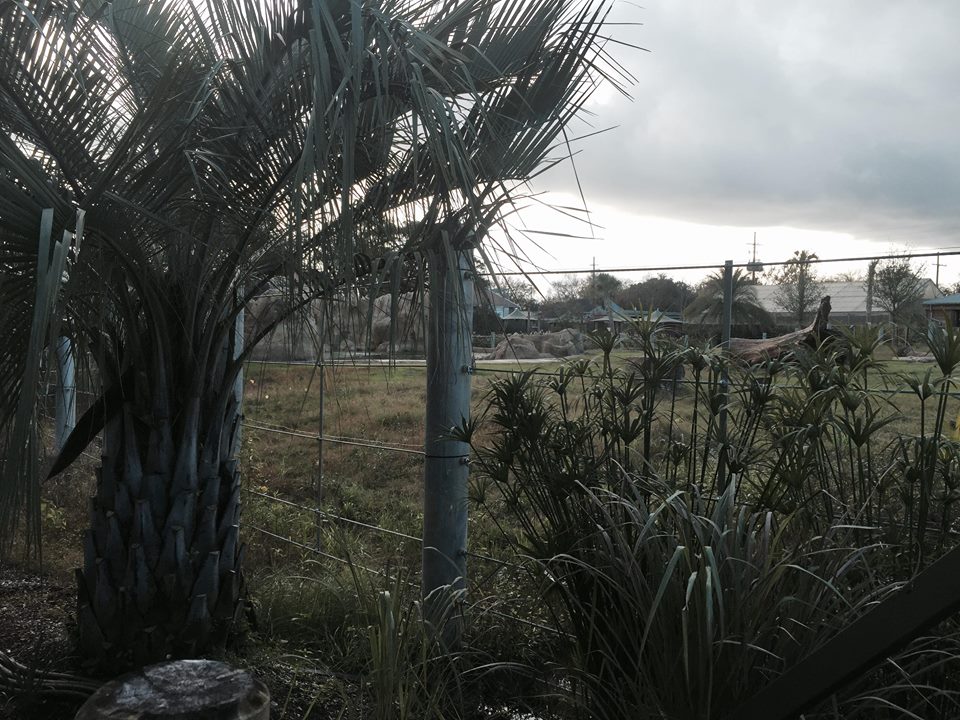 Asian Domain- New Asian Elephant Exhibit