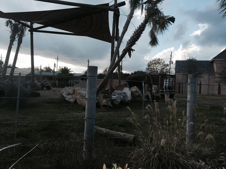 Asian Domain- New Asian Elephant Exhibit