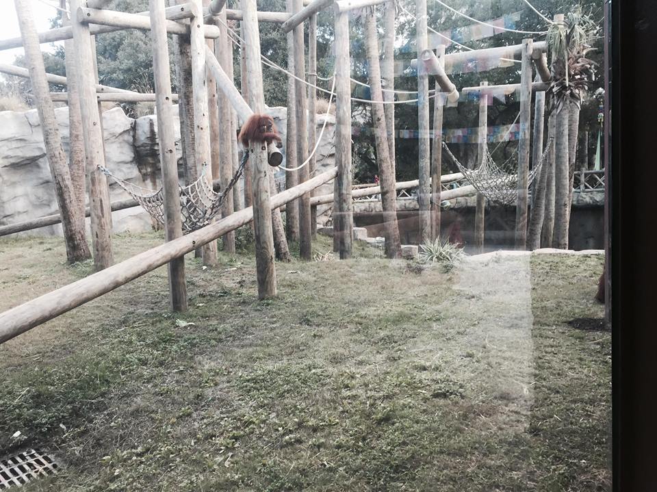 Asian Domain- Orangutan