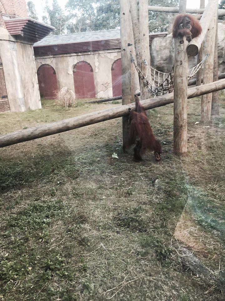 Asian Domain- Orangutan