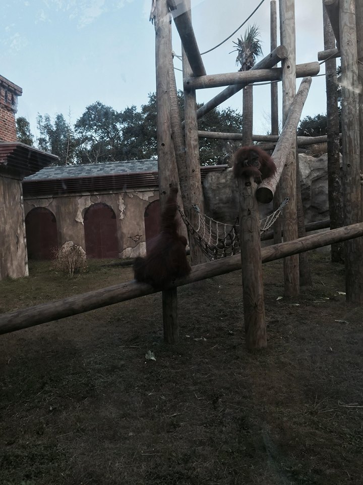 Asian Domain- Orangutan