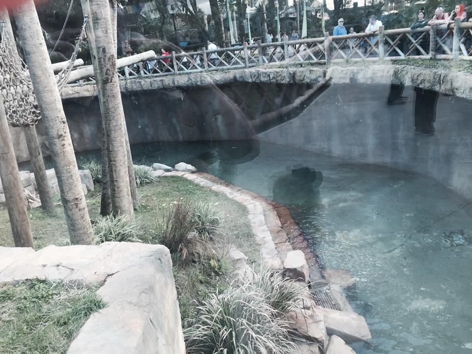 Asian Domain- Orangutan