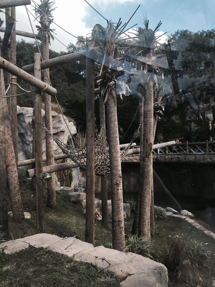 Asian Domain- Orangutan