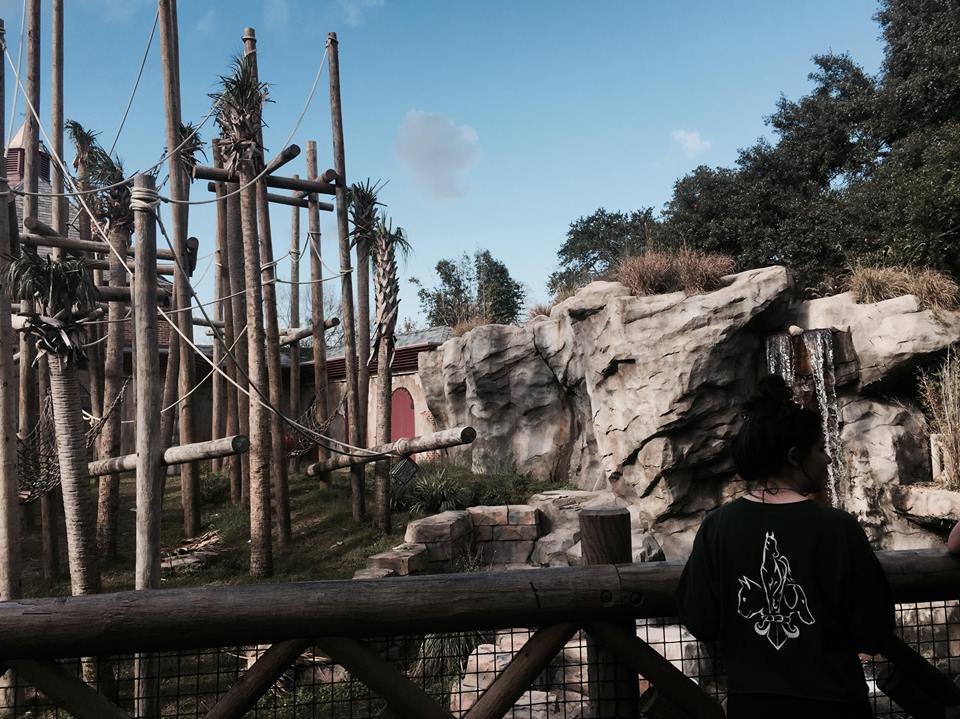 Asian Domain- Orangutan