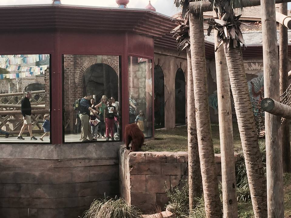 Asian Domain- Orangutan