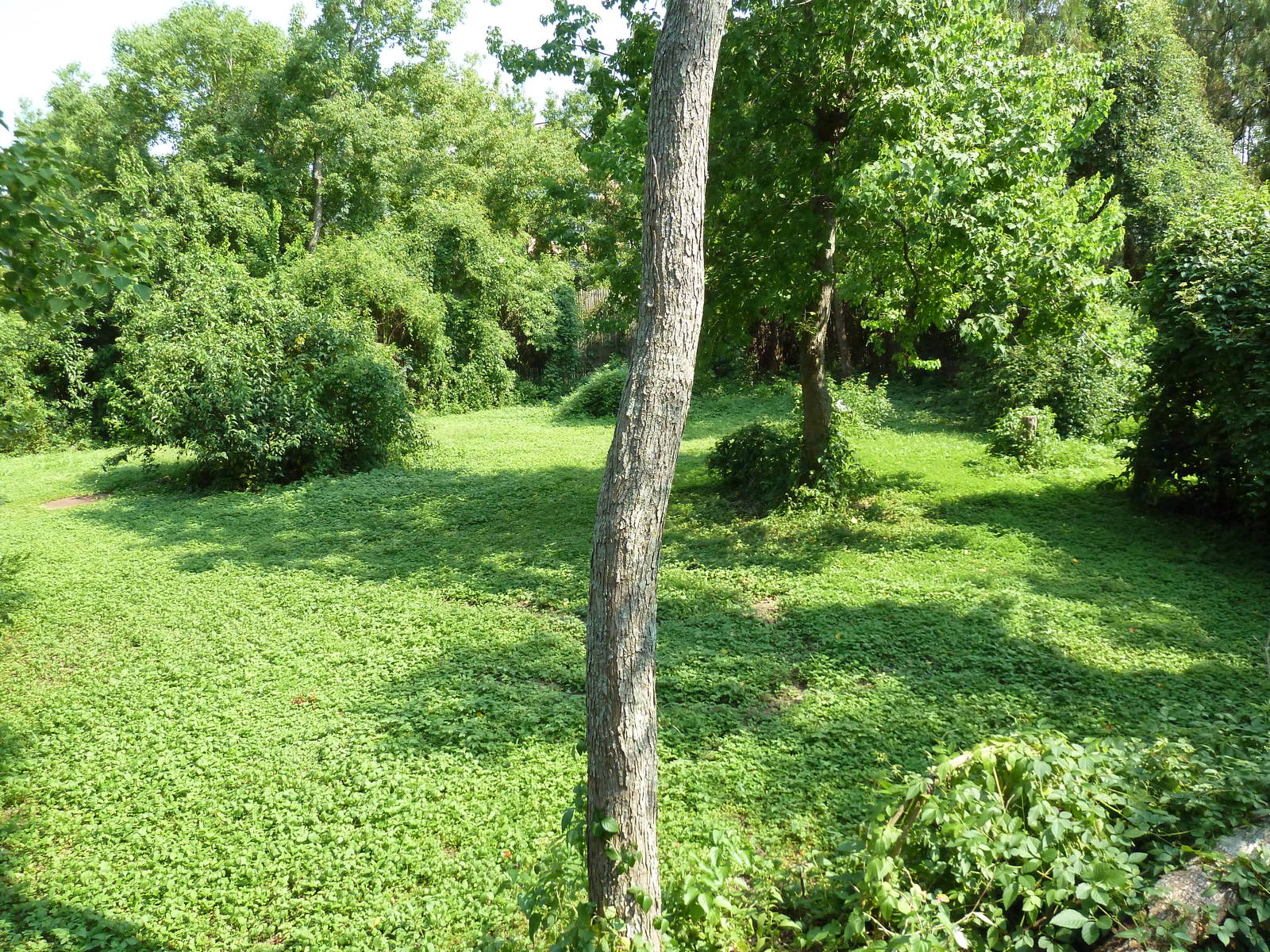 Asian Domain - Red-Crowned Crane Exhibit