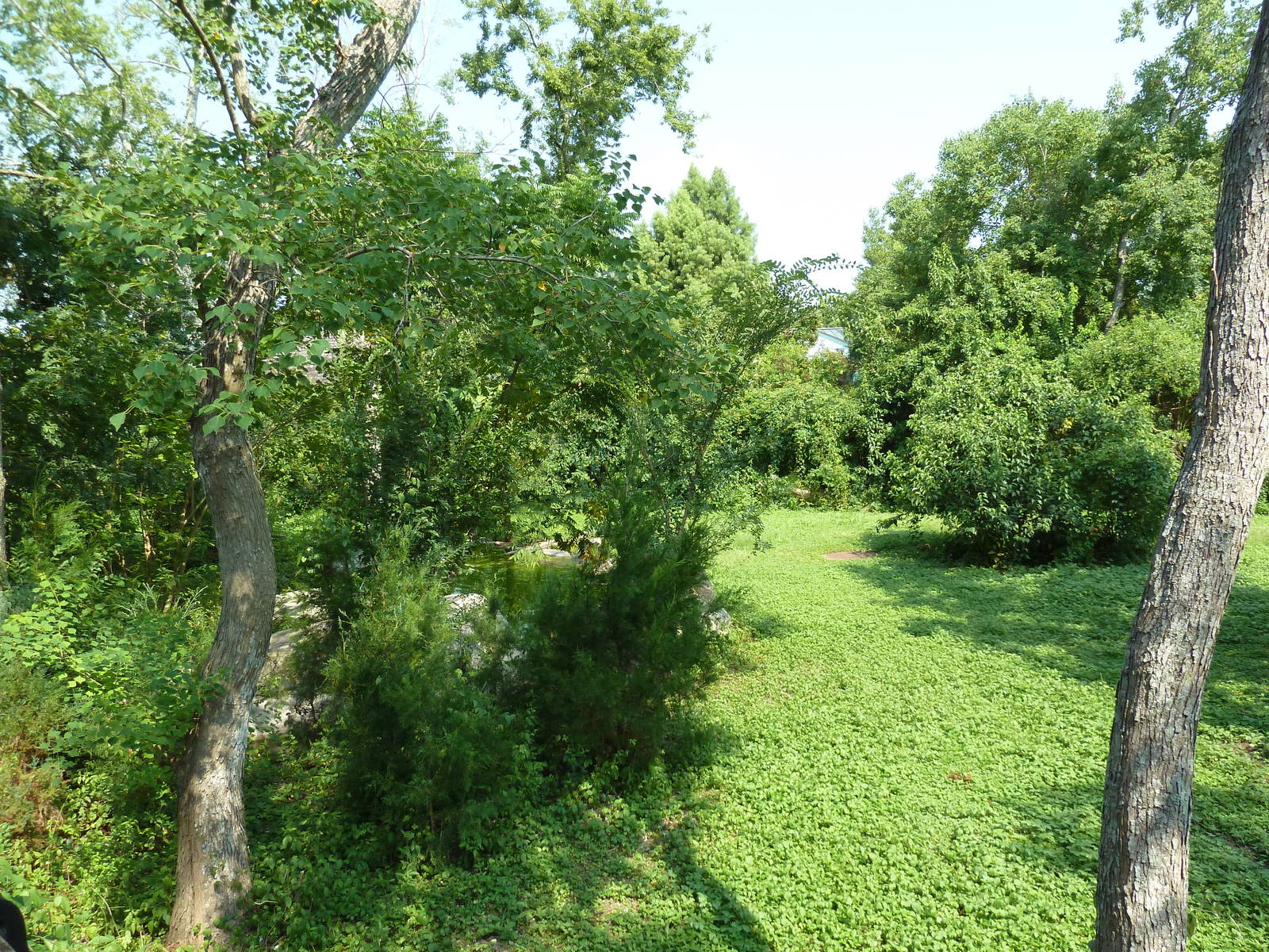 Asian Domain - Red-Crowned Crane Exhibit