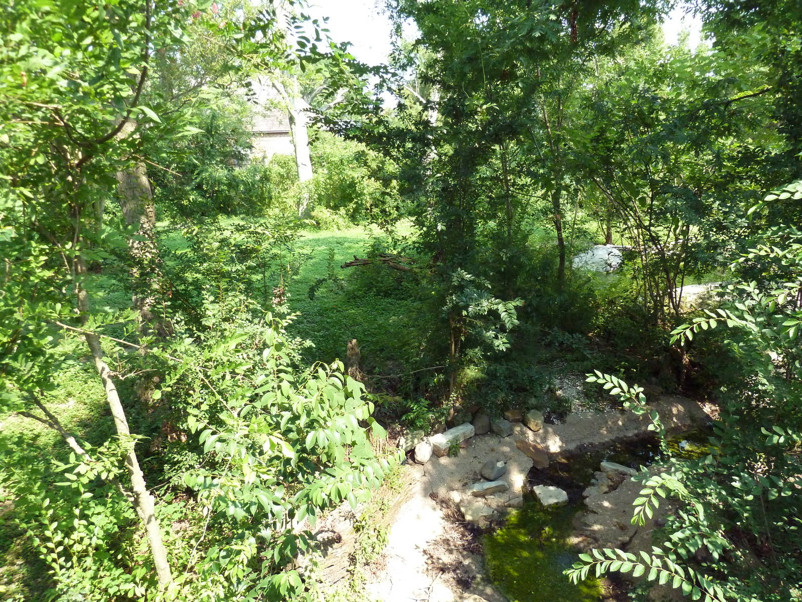 Asian Domain - Red-Crowned Crane Exhibit