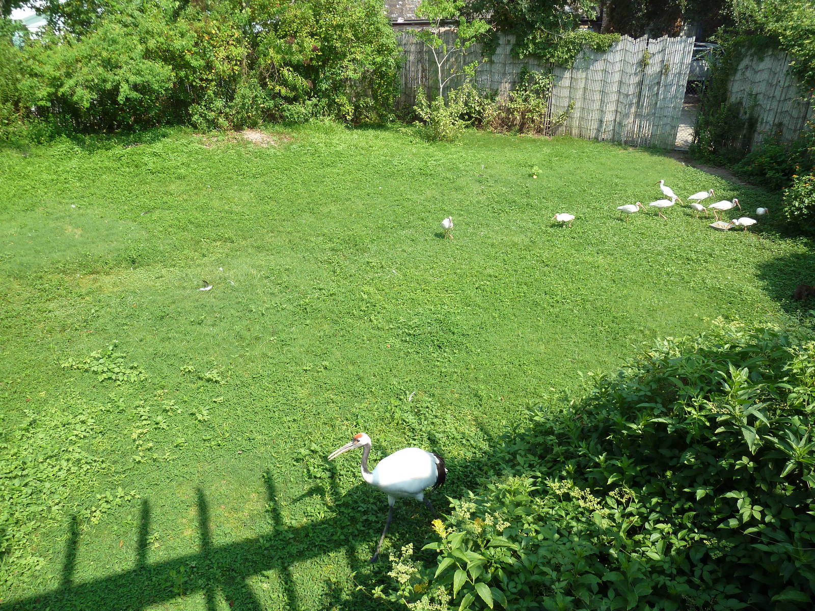 Asian Domain - Red-Crowned Crane Exhibit