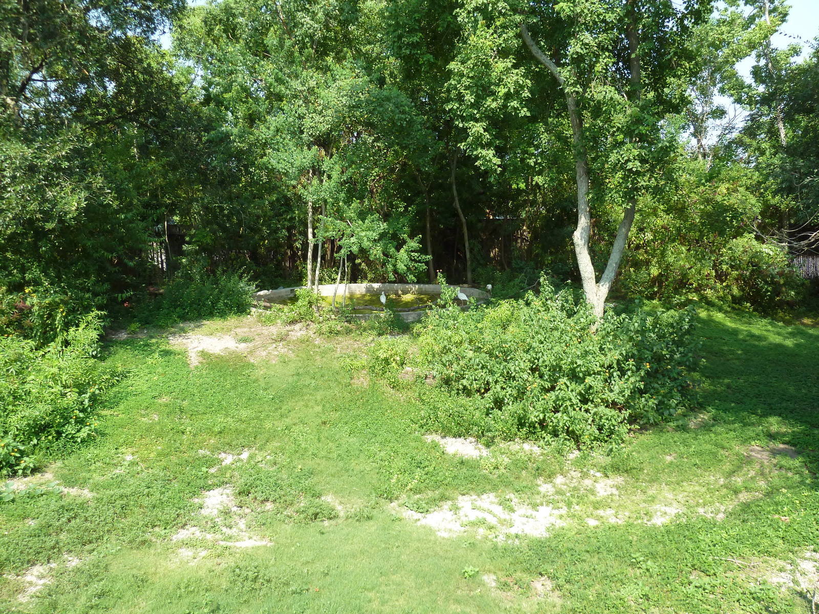 Asian Domain - Red-Crowned Crane Exhibit