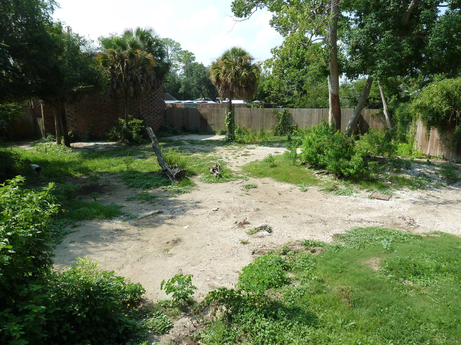 Asian Domain - Red-Crowned Crane Exhibit