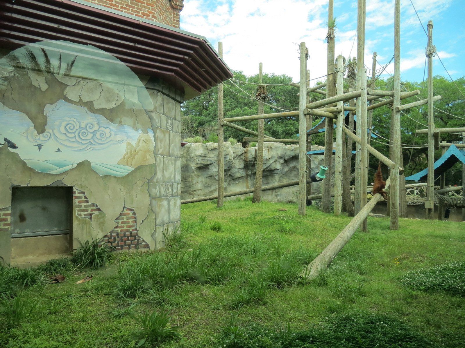 Asian Domain - Sumatran Orangutan Exhibit