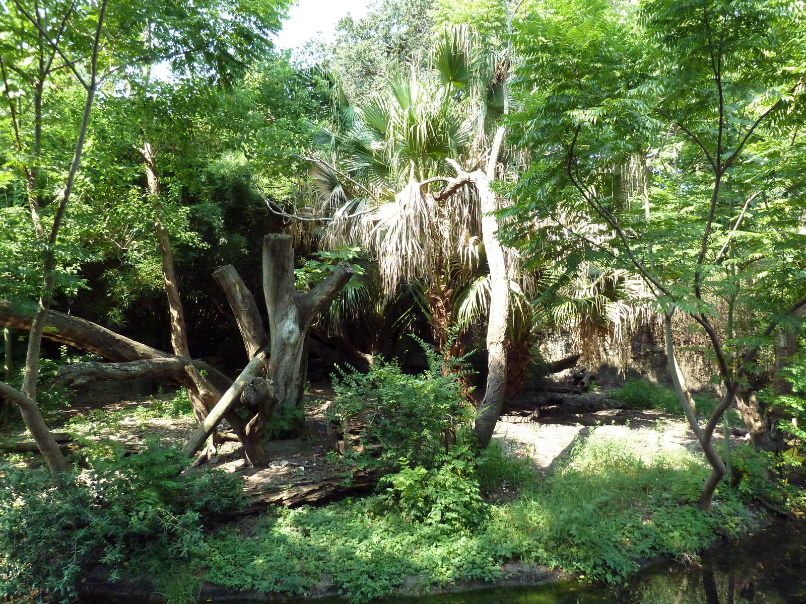 Asian Domain - Sun Bear Exhibit