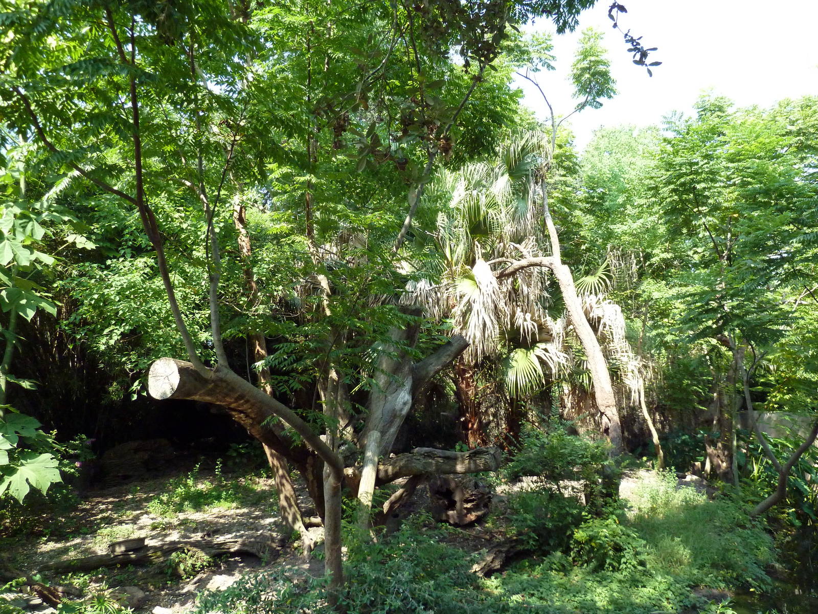 Asian Domain - Sun Bear Exhibit