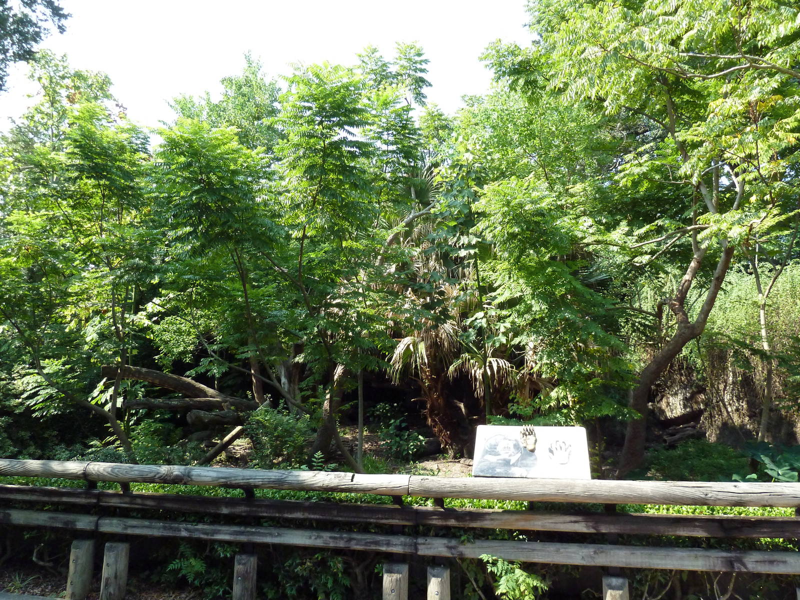 Asian Domain - Sun Bear Exhibit