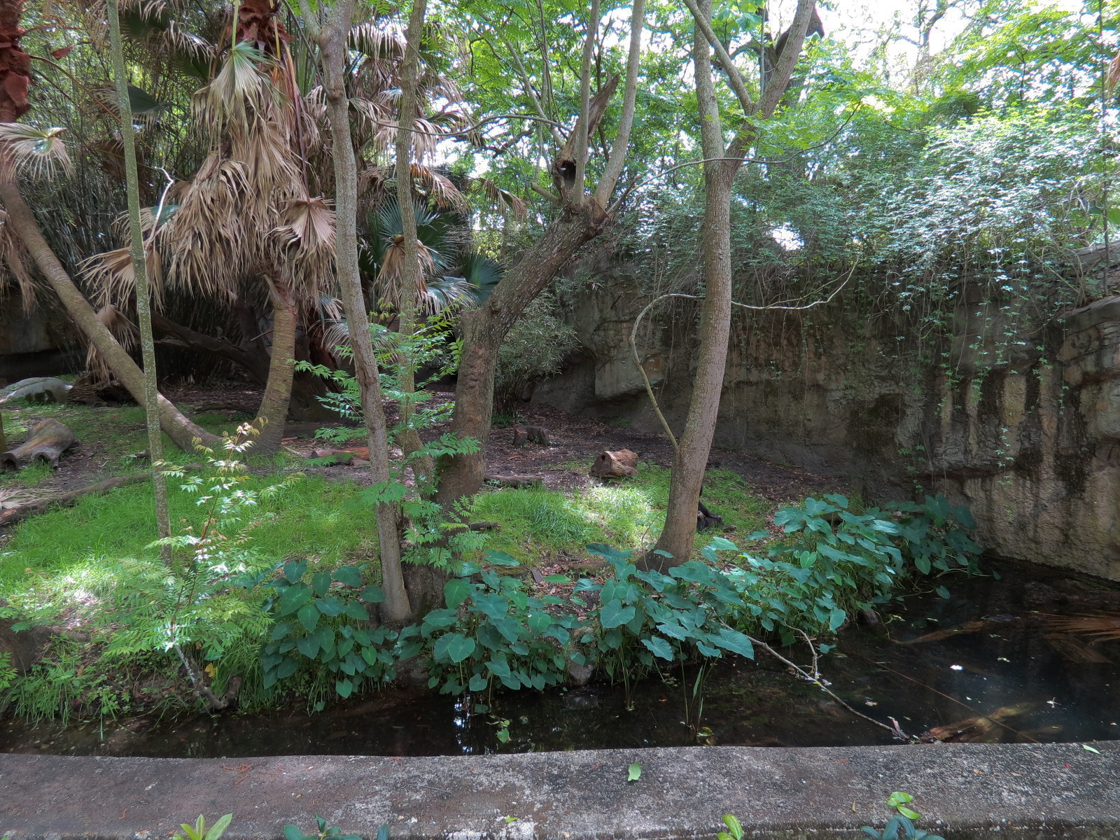 Asian Domain - Sun Bear Exhibit