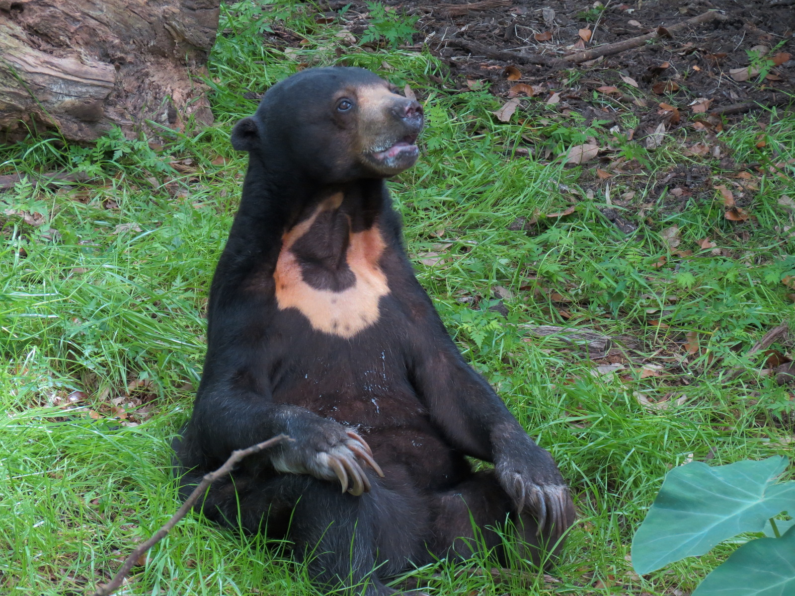 Asian Domain - Sun Bear Exhibit