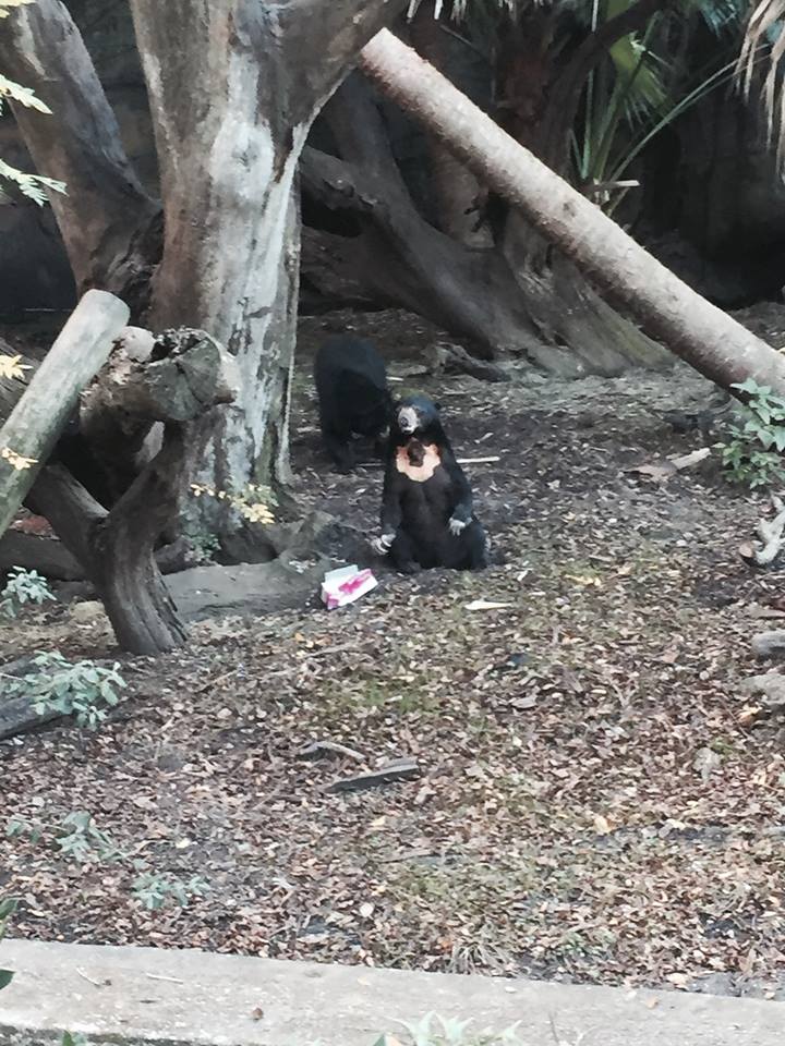 Asian Domain- Sun Bear