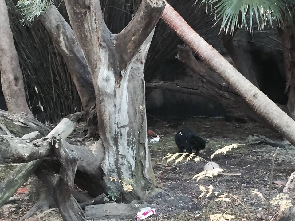 Asian Domain- Sun Bear