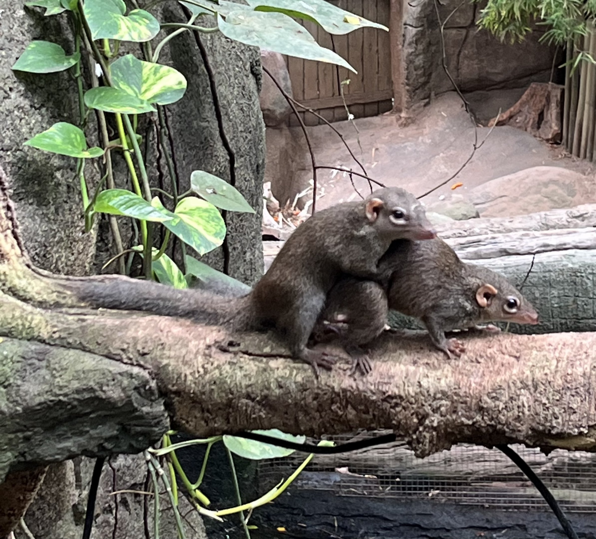 Asian Dome - copulating tree shrews