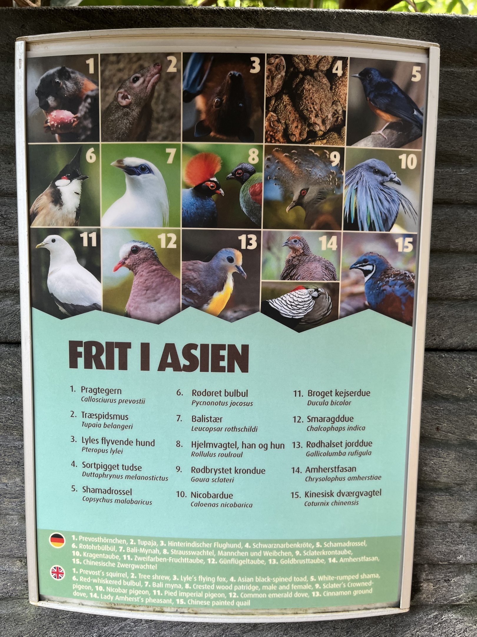 Asian Dome - free ranging species