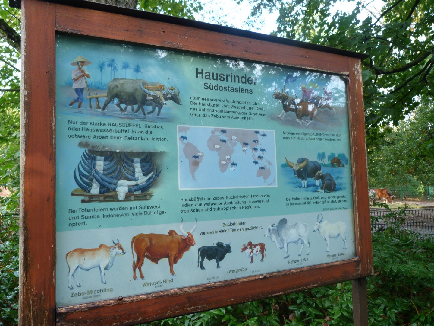Asian domestic bovids sign -Tierpark Berlin (2024)