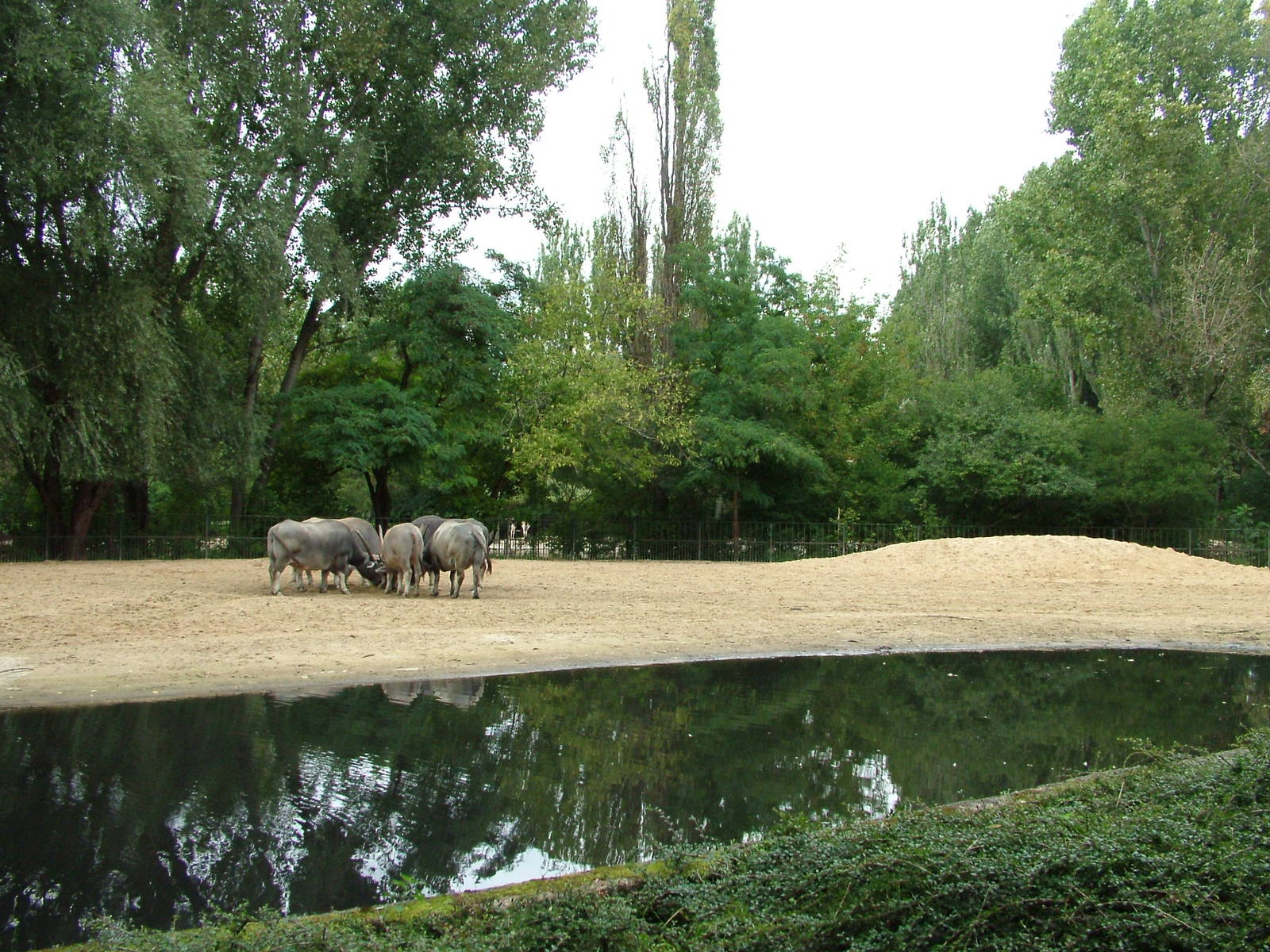 Asian Domestic Paddock at Tierpark Berlin, 30/08/11