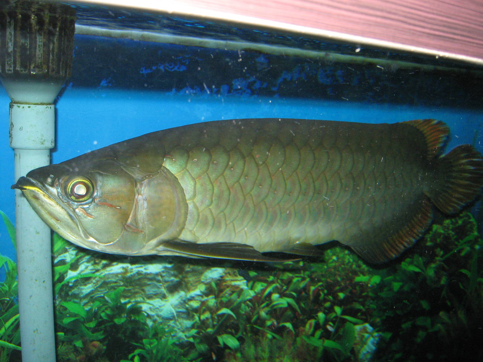 Asian dragonfish (Scleropages formosus)
