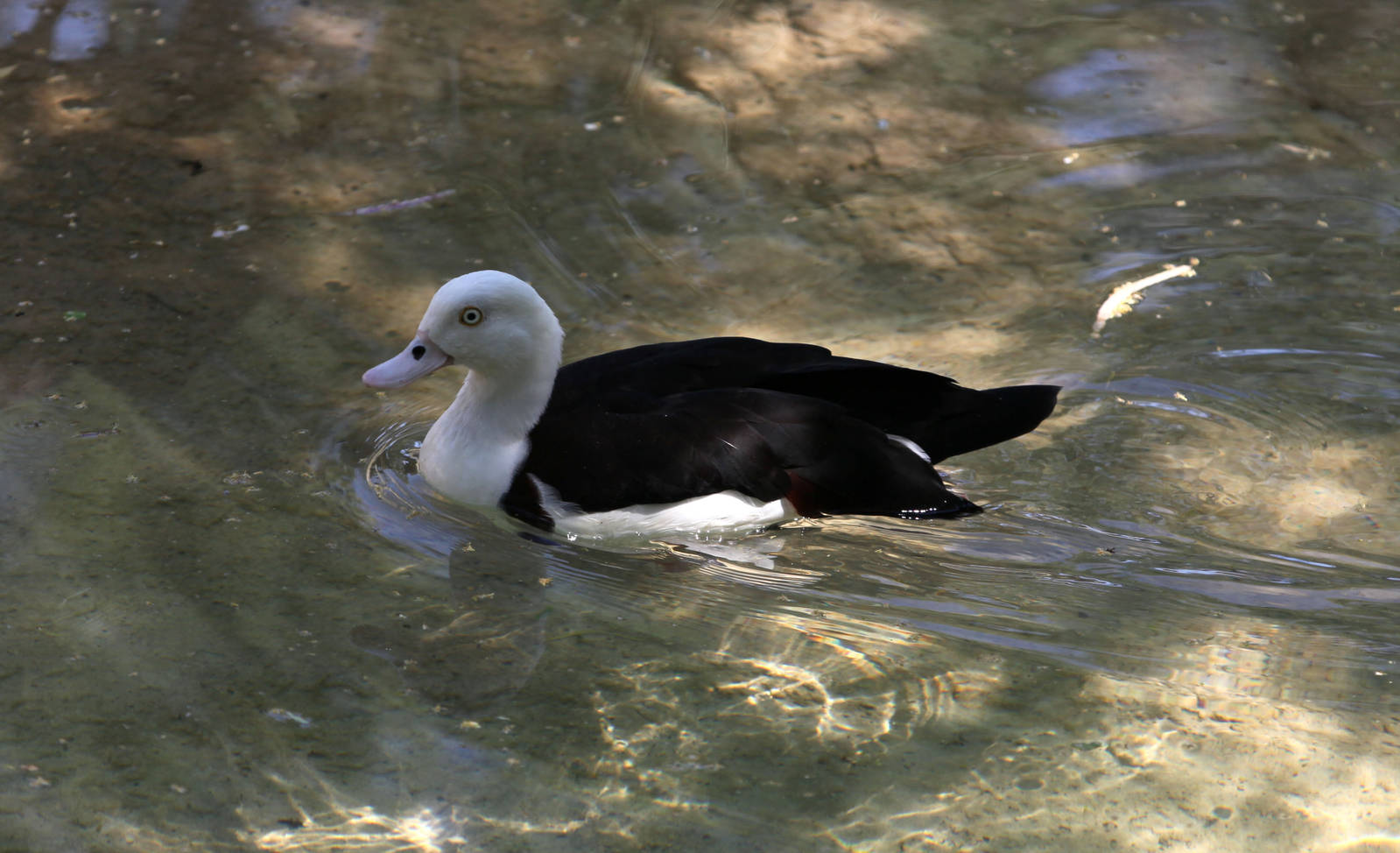 asian duck - please ID
