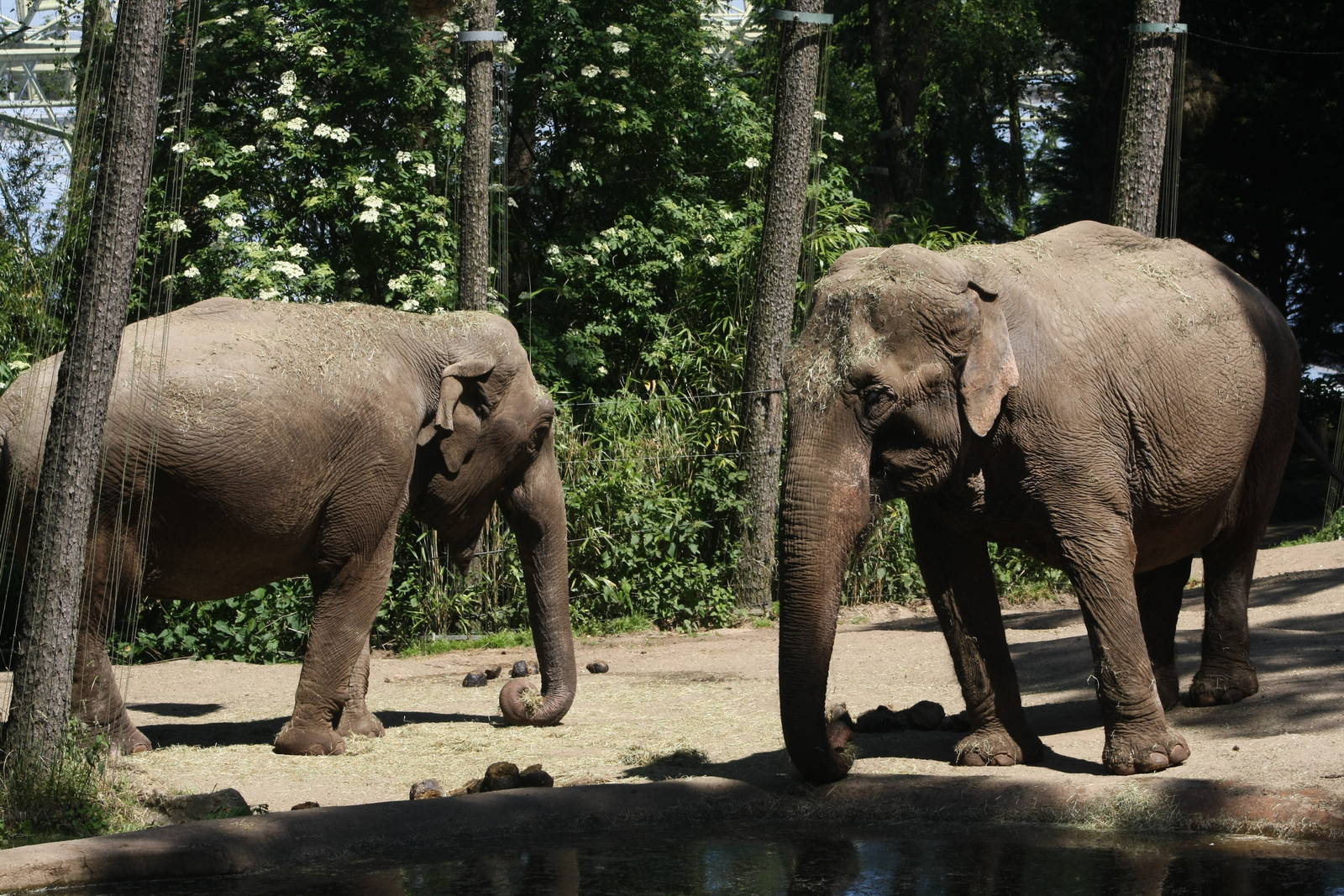 Asian Elelphants - Burger's Zoo