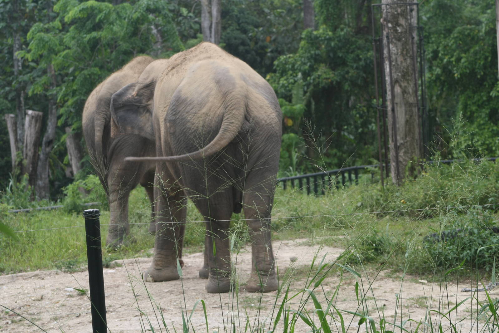 Asian Elelphants in new enclosure - 2015