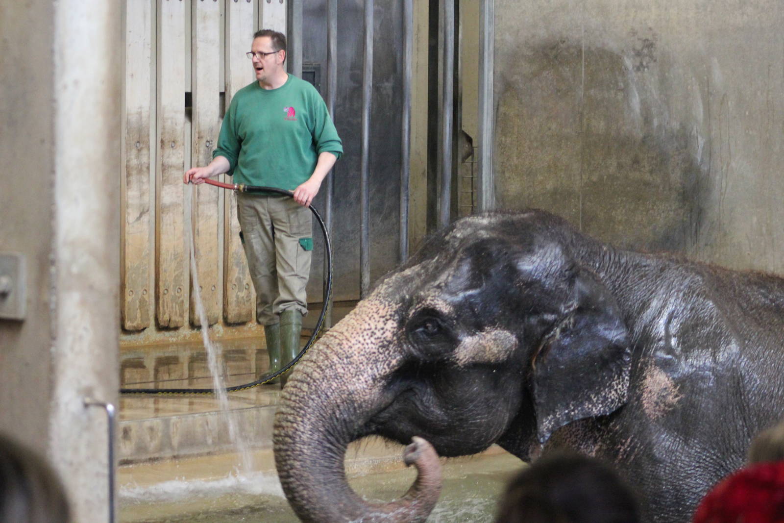 Asian eleohant bathing