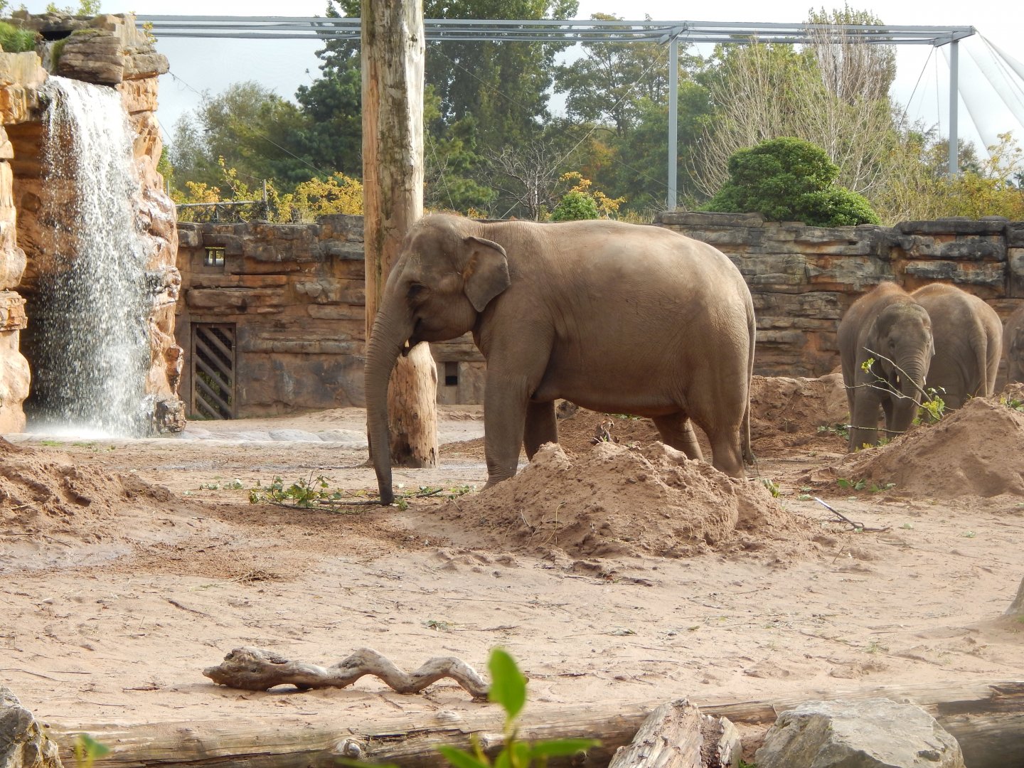Asian elephant 071020