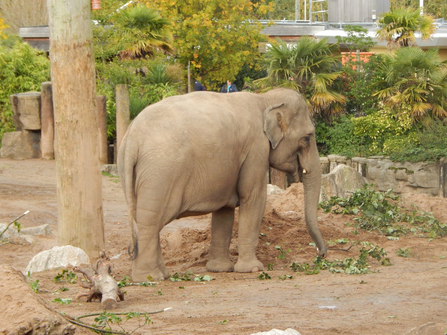 Asian elephant 071020