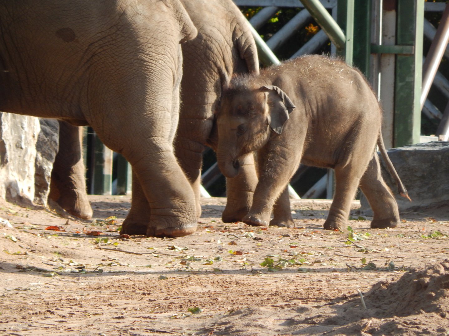 Asian elephant 081020