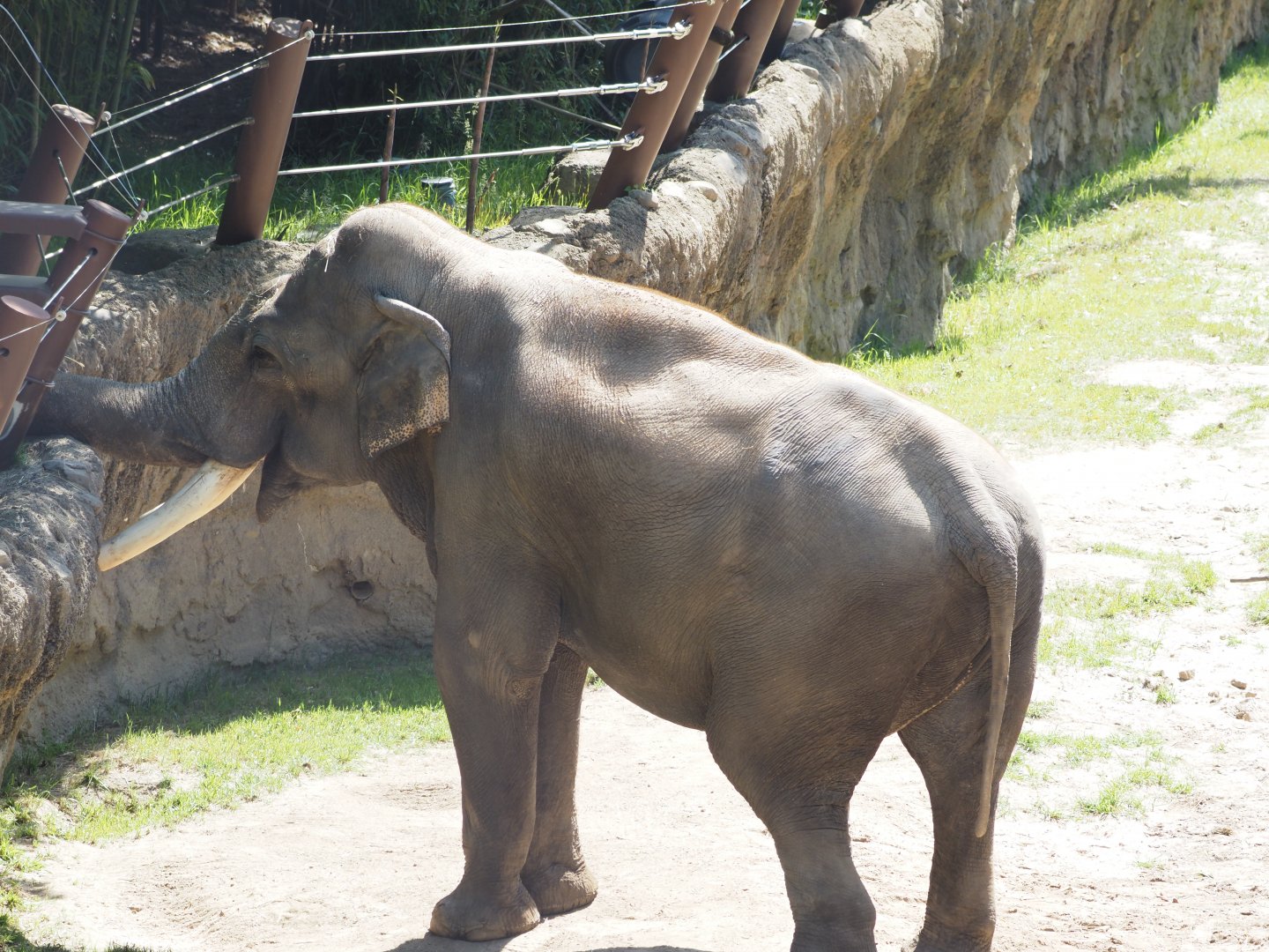 Asian Elephant 1