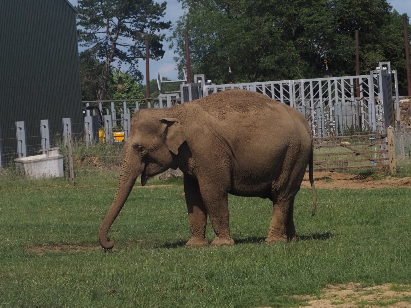 Asian Elephant 1