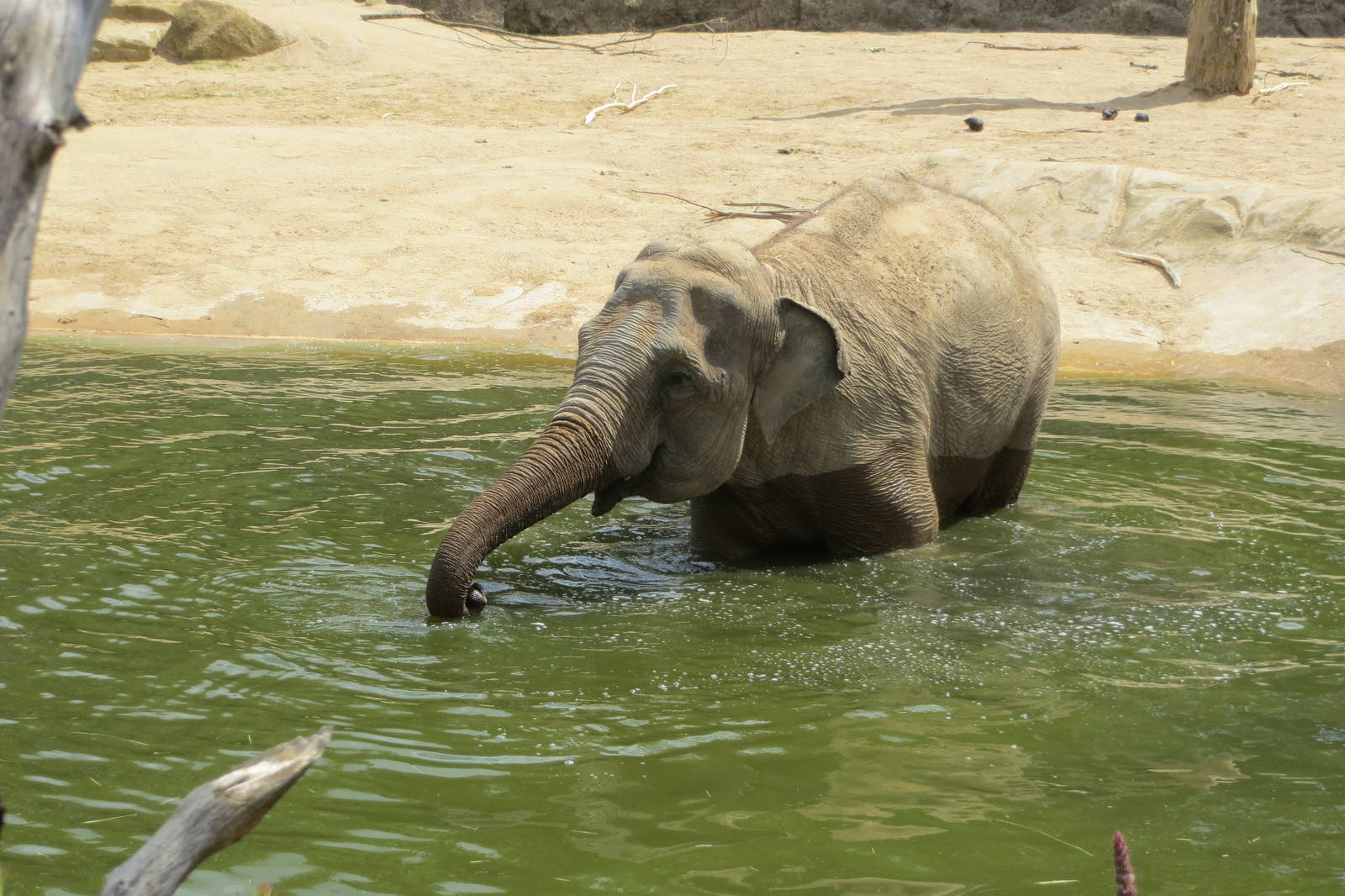 Asian Elephant 110715