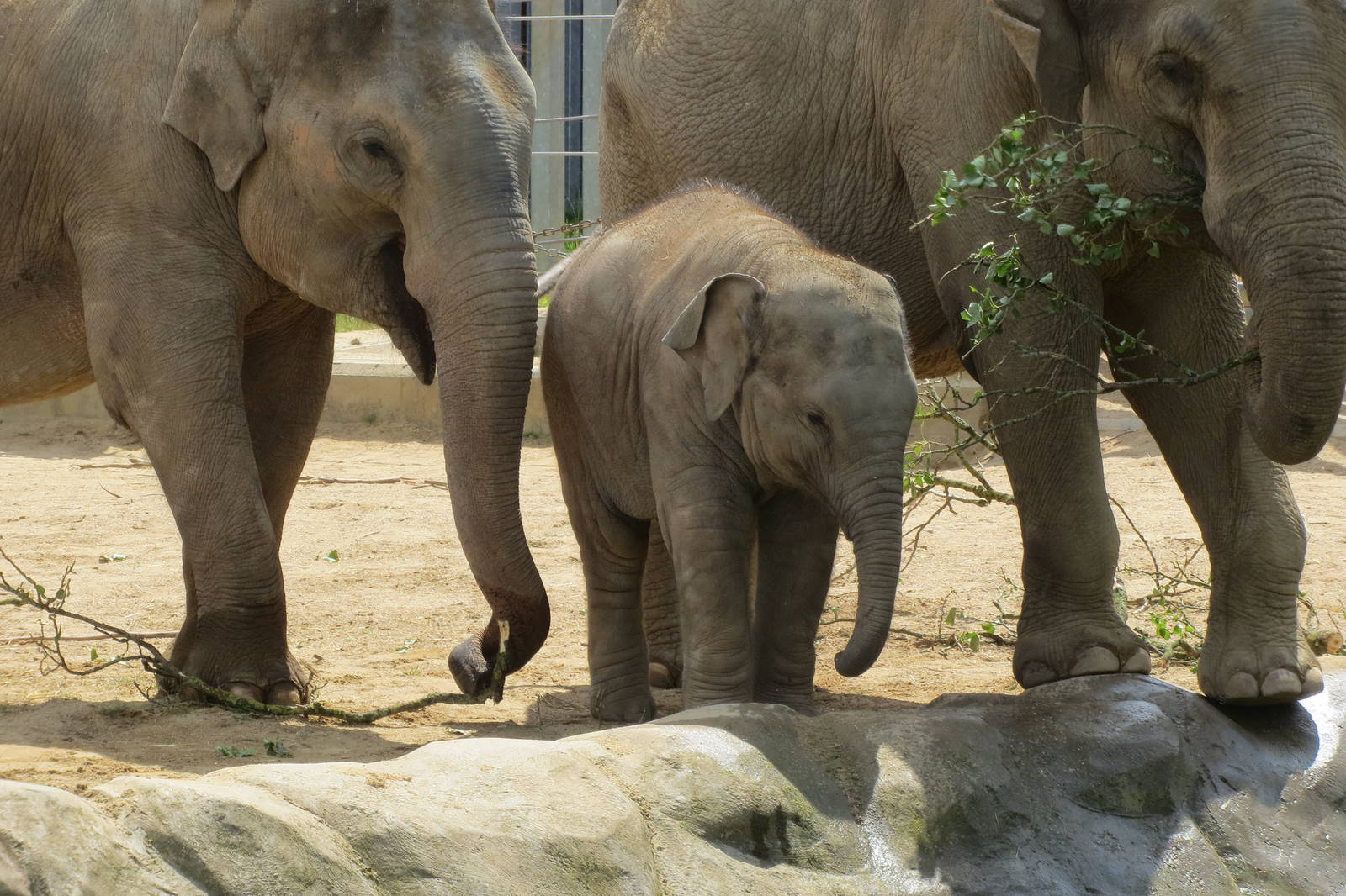 Asian Elephant 110715