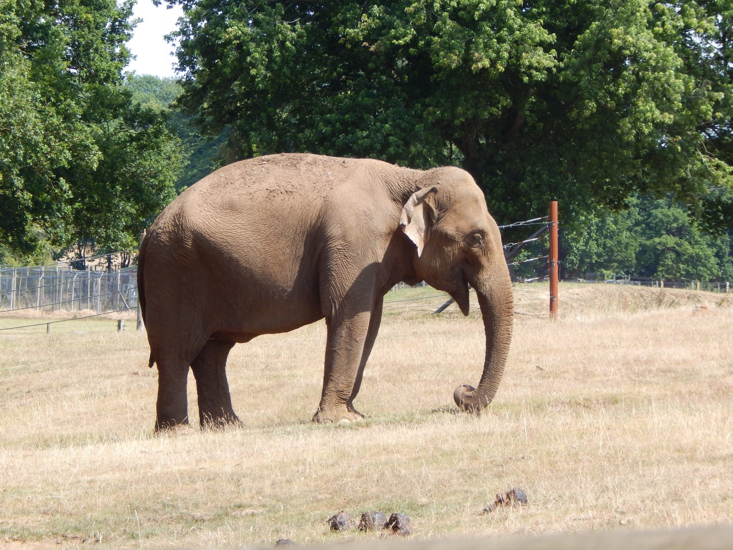 Asian elephant 110722