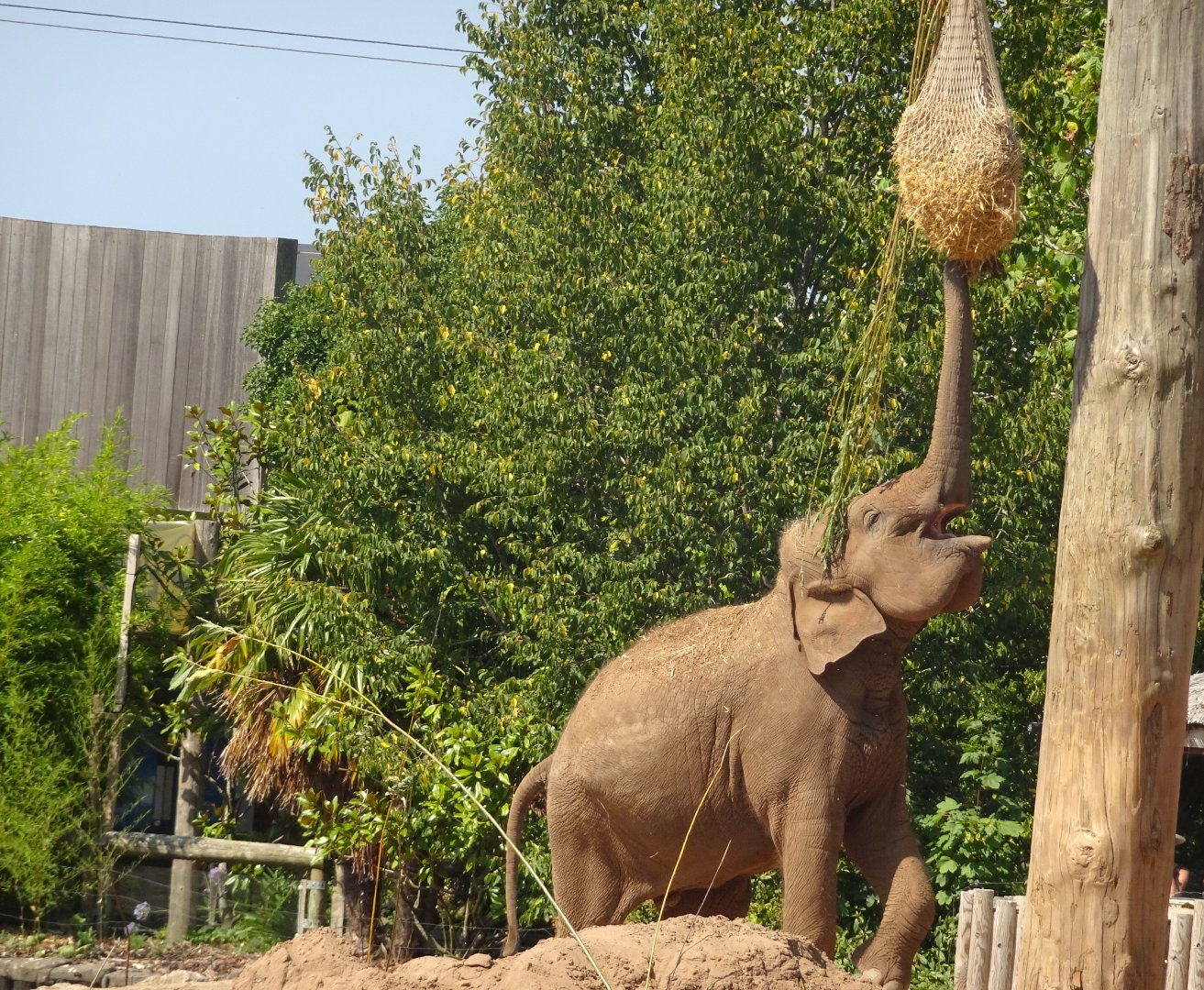 Asian elephant 17 August 2025
