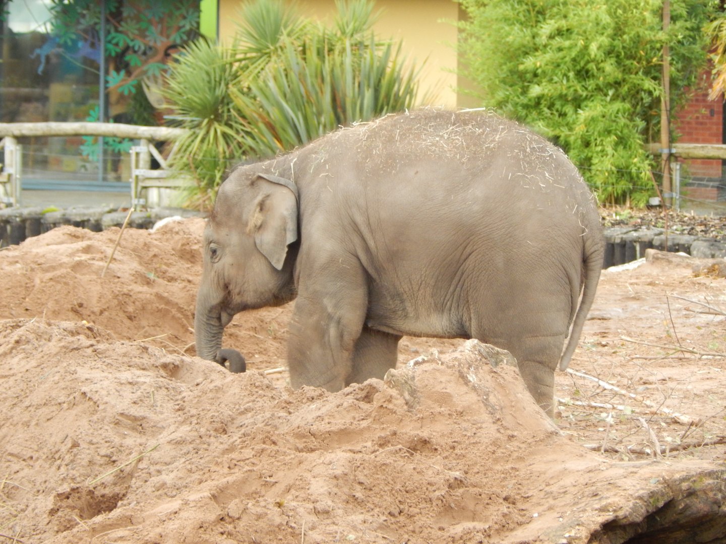 Asian elephant 191021